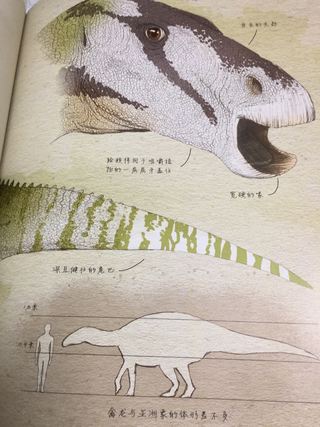 如果你看过《侏罗纪公园》系列电影，一定会对这些曾经主宰地球的庞然大物印象深刻。事实上，恐龙的形态、分类非常丰富，既有比7层楼还高的蜥脚类，也有与老鹰差不多大的兽脚类，有全身都被羽毛覆盖的华丽羽王龙，有拥有看不见尽头的长脖子的波塞冬龙。想象一下看到活的、正在呼吸的恐龙会怎么样？本书将当前的古生物发现与高精度的绘图相结合，带领读者展开时光旅行，比以往任何时候更接近史前生物。回到1.2亿年前广阔的森林和无尽的沙漠。想象一下与早期鸟类一起飞行，躲过凶恶的二足捕食者，与一群吃叶子的庞然大物走在一起。拥有这本古生物学家的笔记，年轻的读者可以获得许多白垩纪早期恐龙的第一手资料，深入了解这些曾经生活在地球上的不可思议的生物。