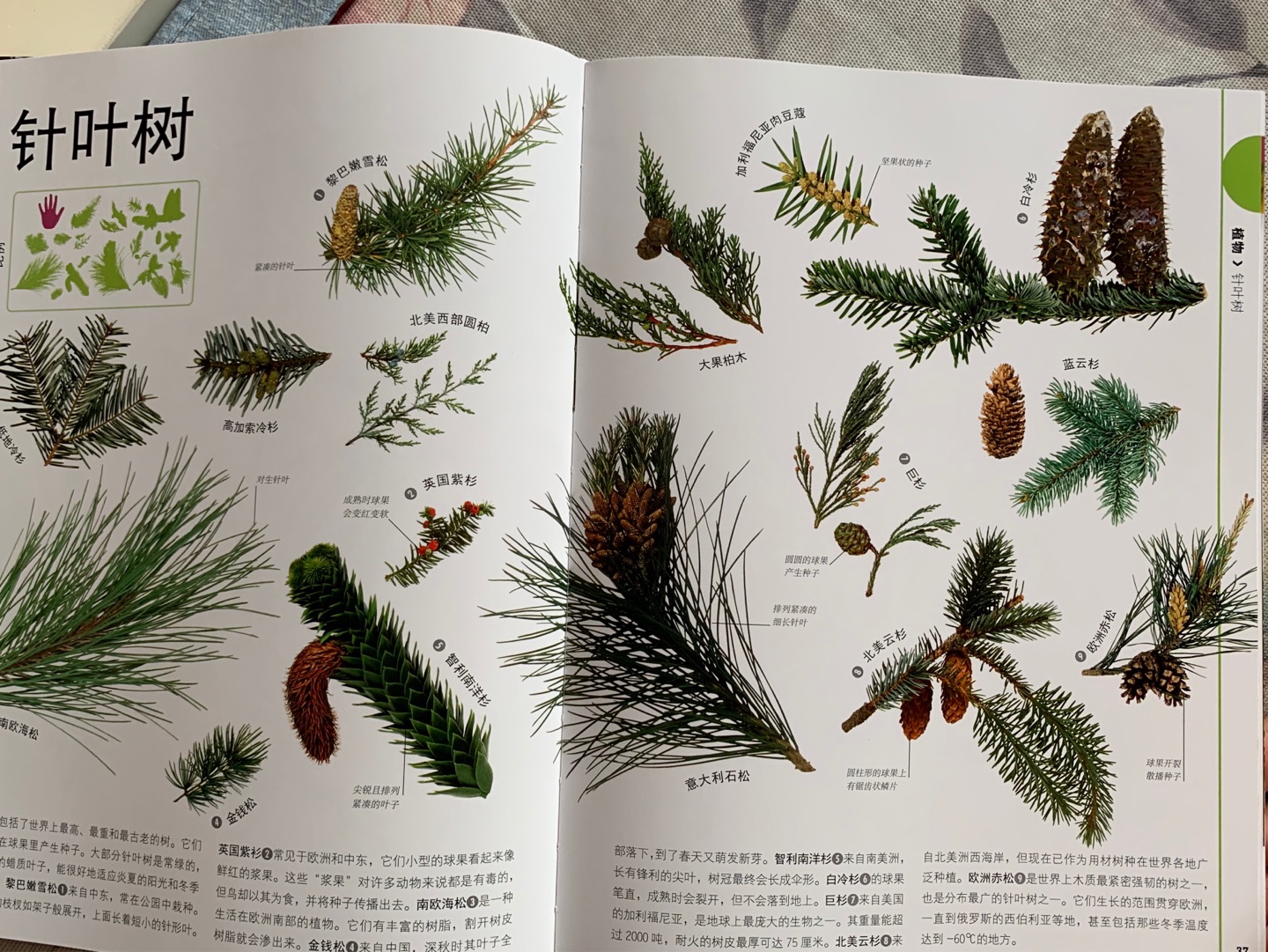 非常喜欢DK系列书籍，这套自然生命共304页，不仅图片是漂亮，而且每一页上都有比例大小介绍，让孩子很容易理解，真的很好