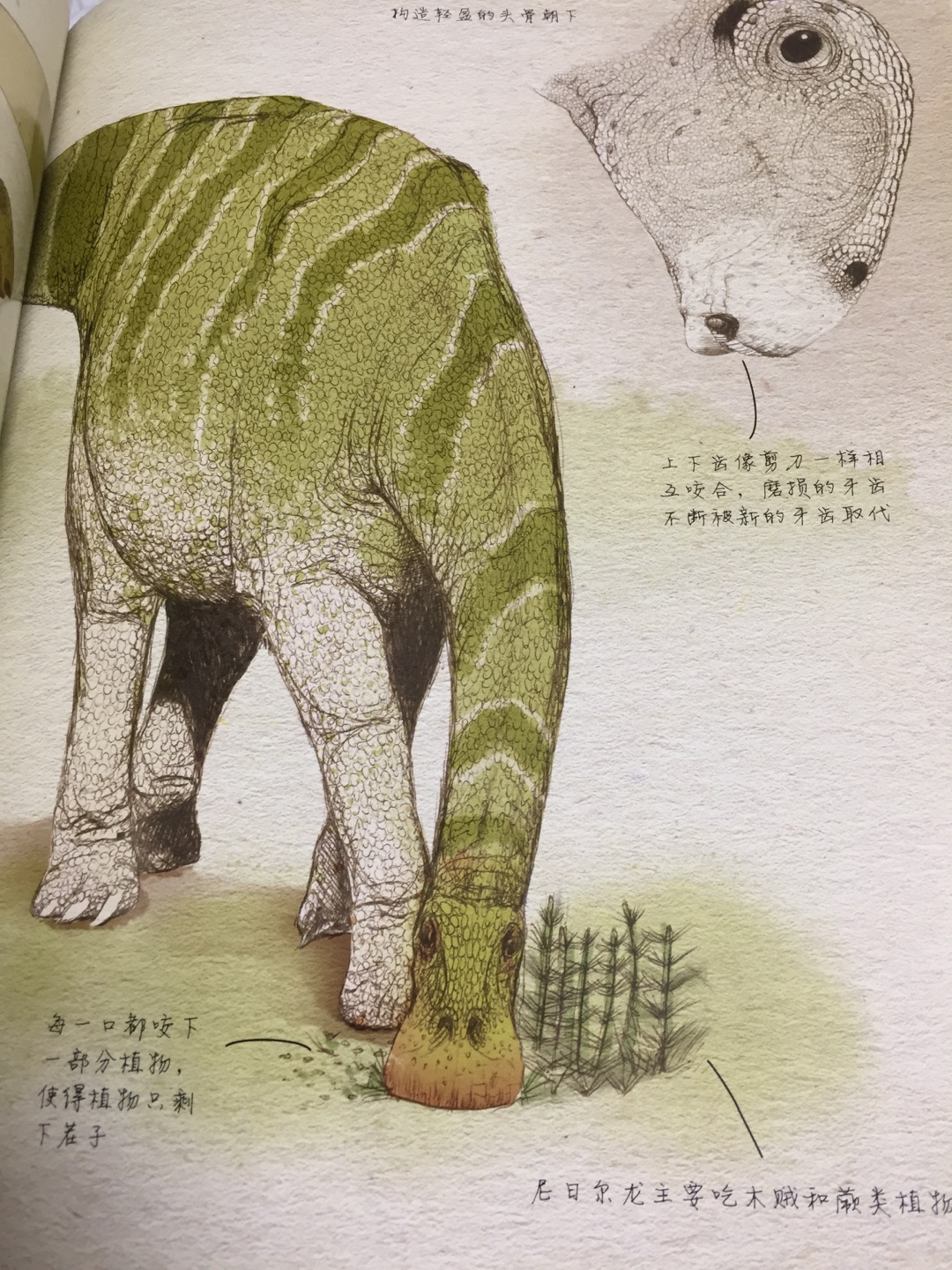 如果你看过《侏罗纪公园》系列电影，一定会对这些曾经主宰地球的庞然大物印象深刻。事实上，恐龙的形态、分类非常丰富，既有比7层楼还高的蜥脚类，也有与老鹰差不多大的兽脚类，有全身都被羽毛覆盖的华丽羽王龙，有拥有看不见尽头的长脖子的波塞冬龙。想象一下看到活的、正在呼吸的恐龙会怎么样？本书将当前的古生物发现与高精度的绘图相结合，带领读者展开时光旅行，比以往任何时候更接近史前生物。回到1.2亿年前广阔的森林和无尽的沙漠。想象一下与早期鸟类一起飞行，躲过凶恶的二足捕食者，与一群吃叶子的庞然大物走在一起。拥有这本古生物学家的笔记，年轻的读者可以获得许多白垩纪早期恐龙的第一手资料，深入了解这些曾经生活在地球上的不可思议的生物。