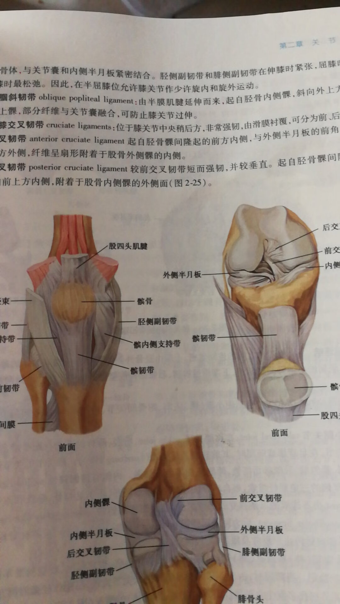 速度一如既往的快，很多人问人民卫生出版社的系统解剖学第八版和第九版有什么区别 我只能说在文字上面是一样的，稍微的不同是排版不一样，然后图全部是彩色的，看起来也很舒服，之前第八版我也买过，也就是两色的，所以在学习脉管系统的时候，动静脉有的时候太乱了分辨不清楚，这个就好多了，还有AR识别也很好 但不是全部的章节都有AR