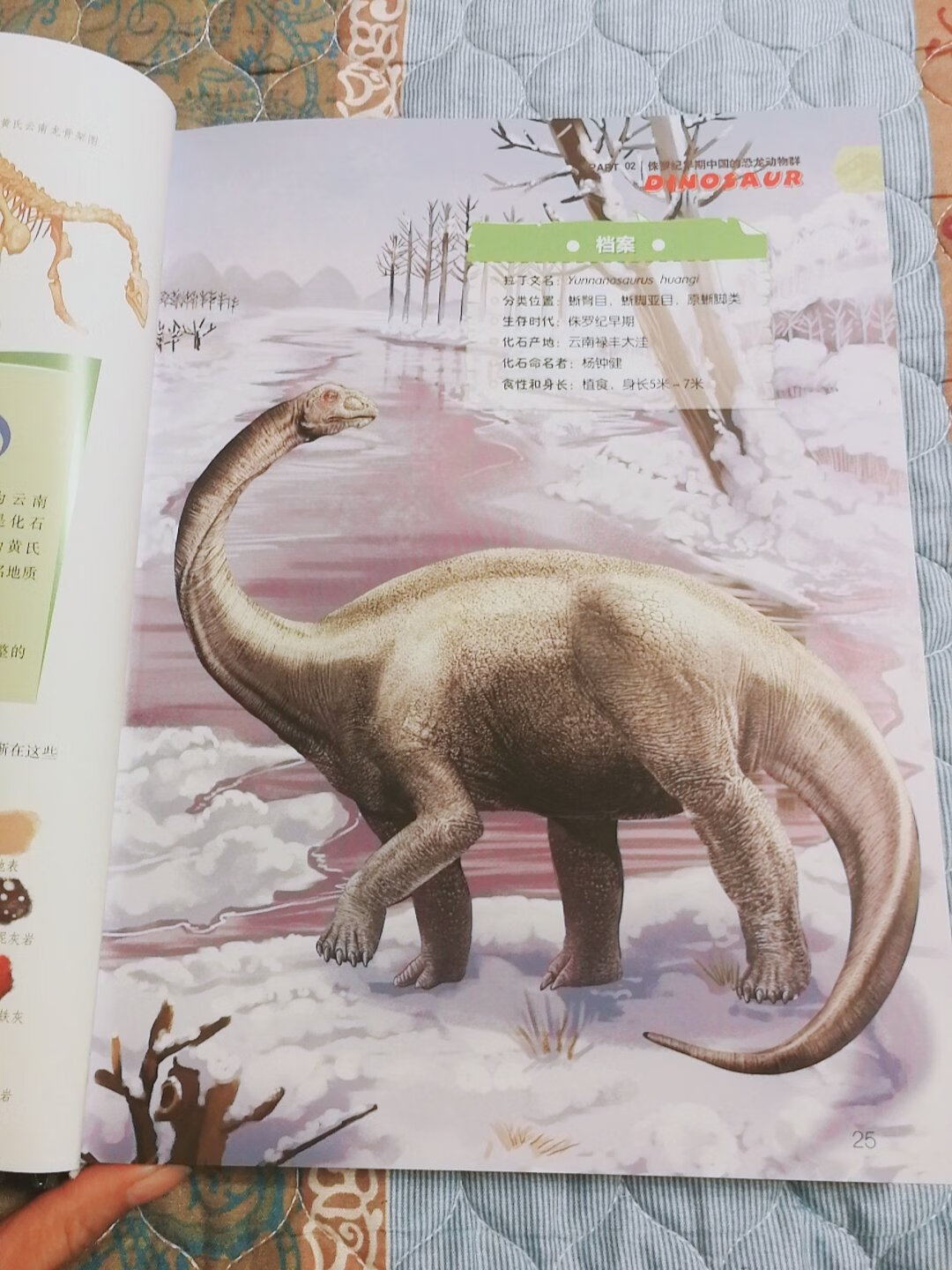 家里这么多恐龙书，头一本是专门讲中国的恐龙，我也是头一次知道，原来中国有这么多恐龙啊。我们辽宁就有恐龙博物馆，还能采集化石，可是我都没想过去看，这回跟孩子说好了，我们先研究书，等明年去采集化石去。