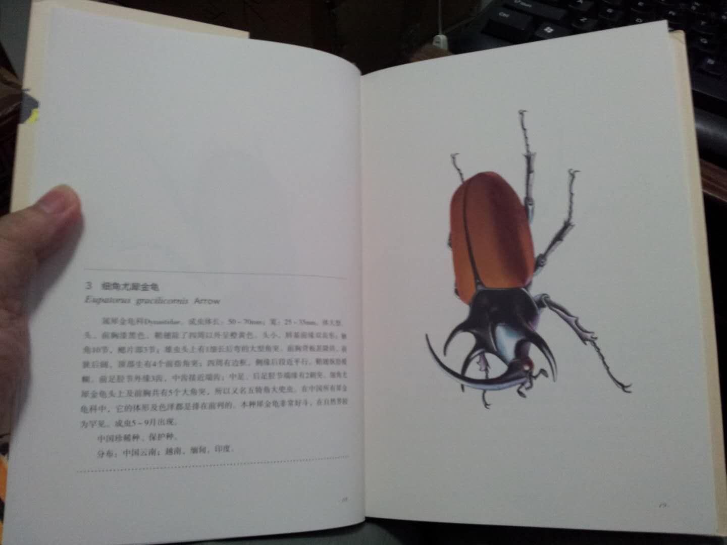作者精心绘制的甲虫图比照片更生动，每只占一页画幅，附有简要介绍文字，通俗易懂。