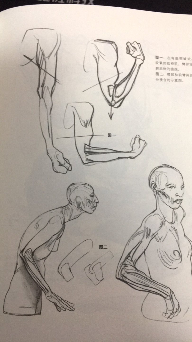 今年买的绘画书里最好的几本，全是图例简单明了，适合基本了解人体解剖需要进阶的人