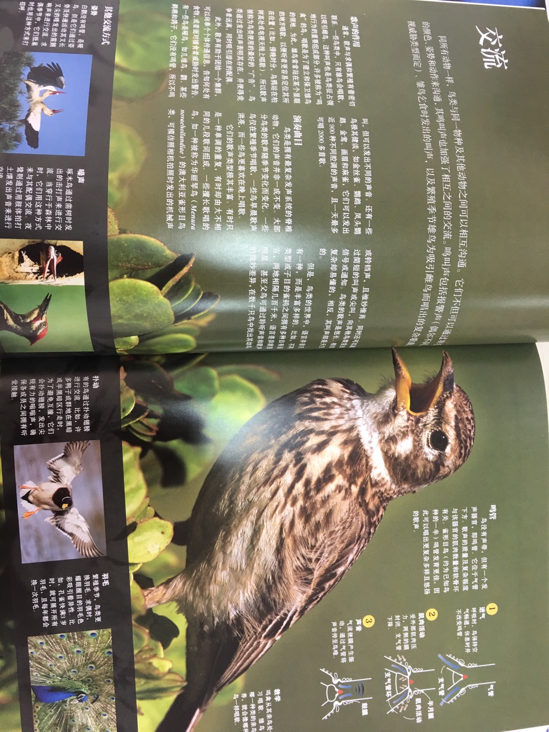 本书内容特别详尽，从解剖结构到起源，从鸟类的交流方式到迁徙，应有尽有。图片印刷精美，孩子非常喜欢。