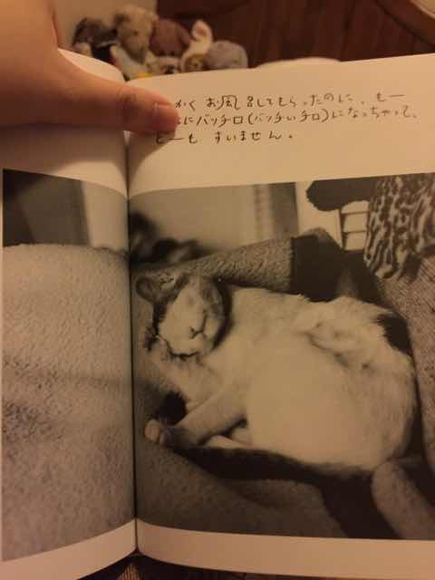 很有爱的一本书，看着这些猫咪的生活照感觉被满满的幸福包围了?????