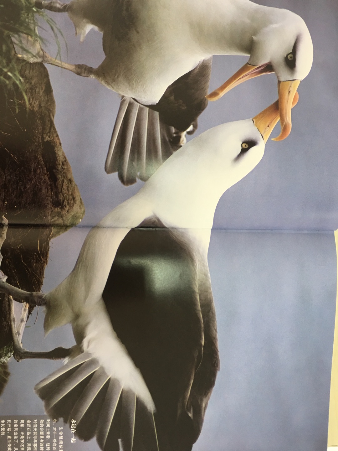 本书内容特别详尽，从解剖结构到起源，从鸟类的交流方式到迁徙，应有尽有。图片印刷精美，孩子非常喜欢。