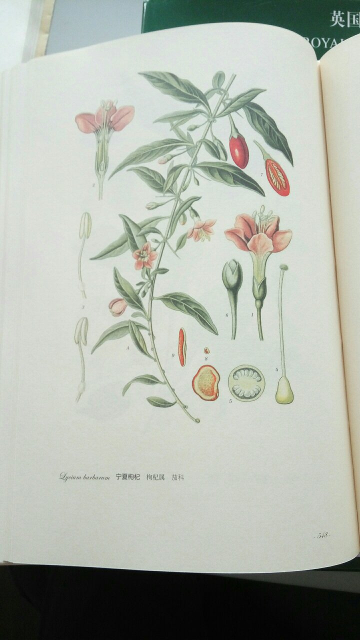 托梅教授画的很精细，植物特征都很清晰，很好。