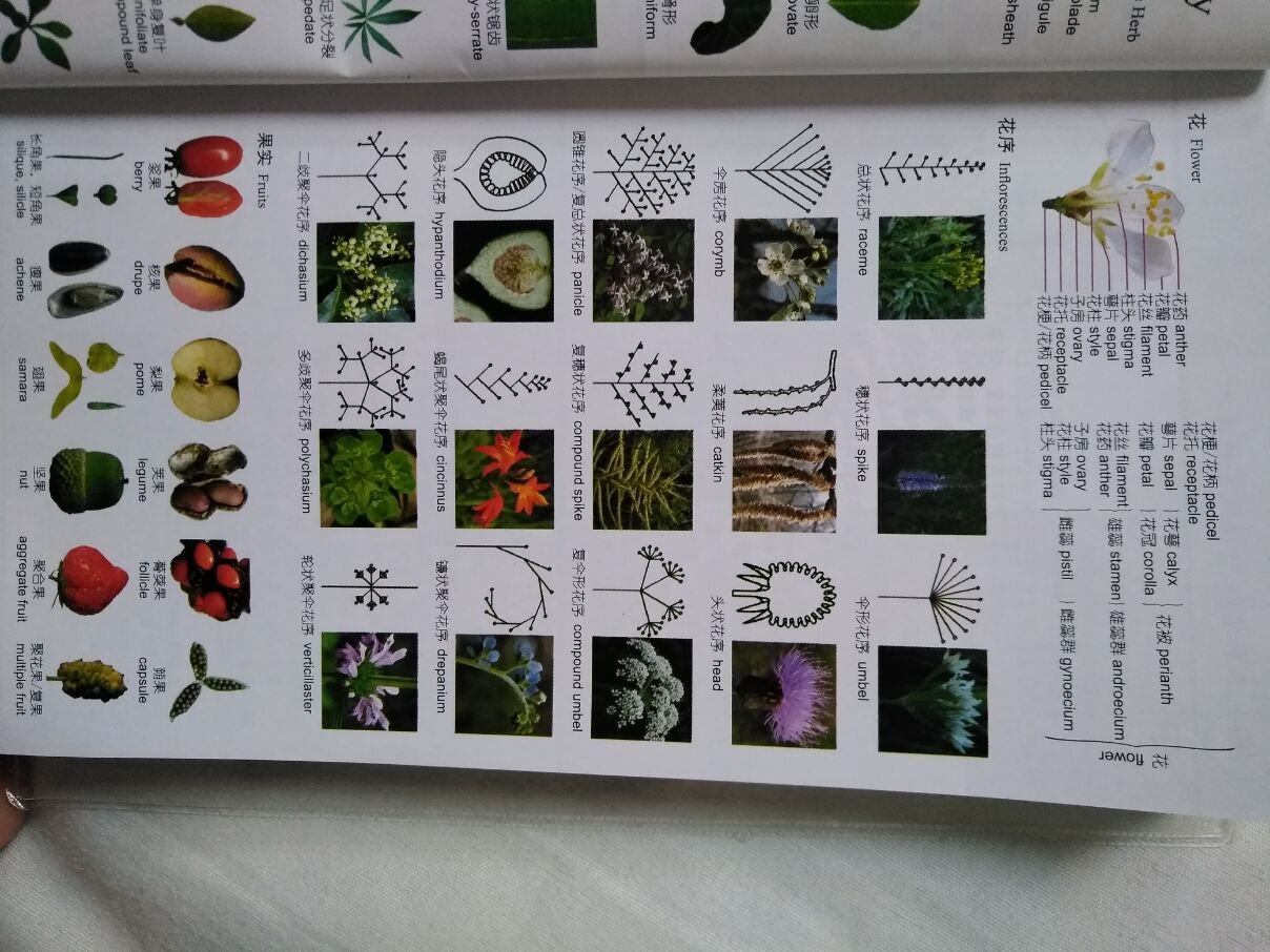 很好的一本植物识图手册，有基础的植物学知识，有相似植物对比，小巧方便携带。查询起来十分方便，很实用！