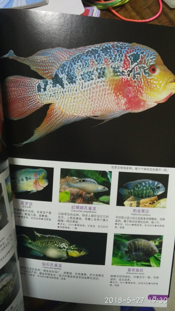 热带鱼太多种类了，可以当词典了。