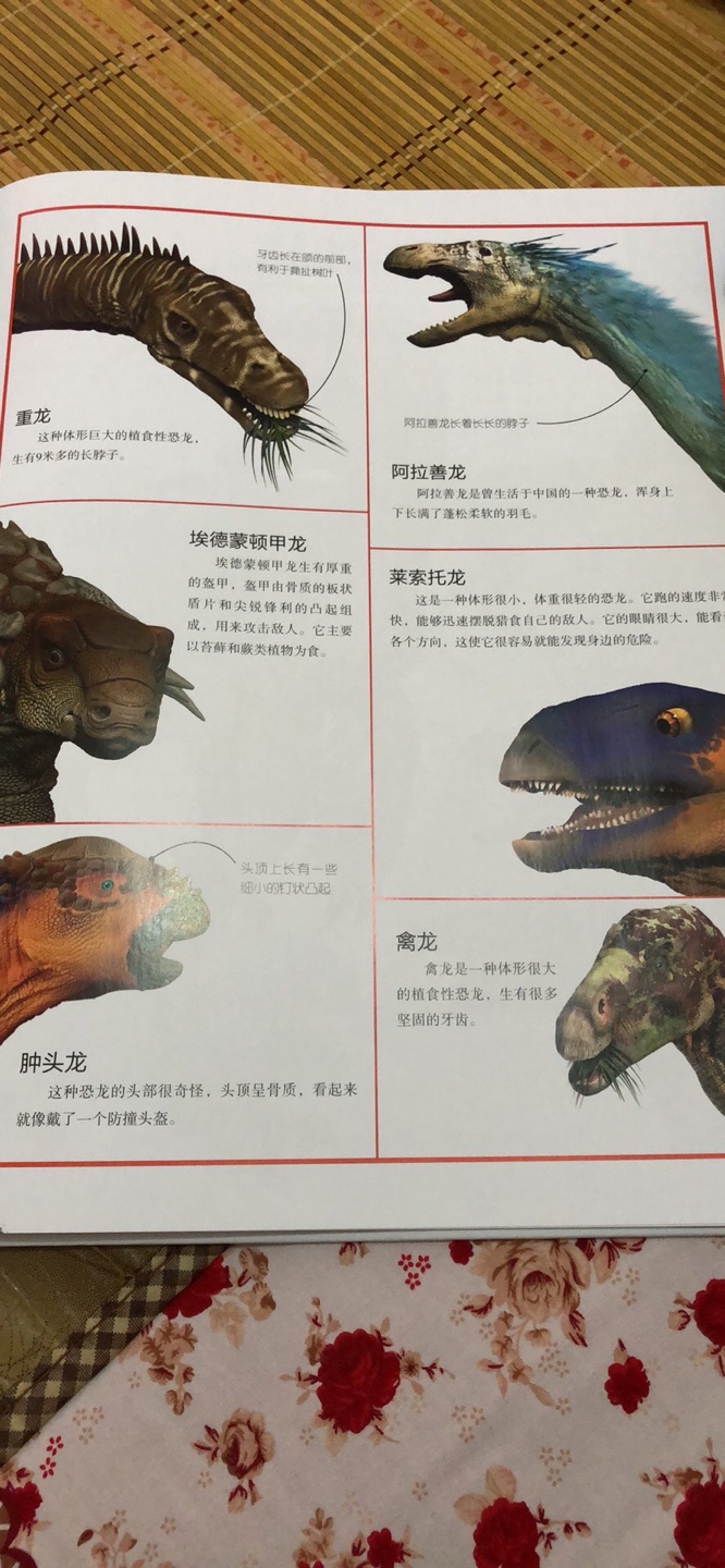 超级大的一本书，有很多恐龙的图片。喜欢恐龙的小伙伴不能错过。