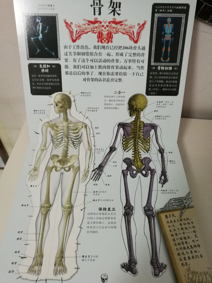 非常棒的一本书，做工很棒，强推给喜欢人体结构的小朋友，我家的不到四岁。