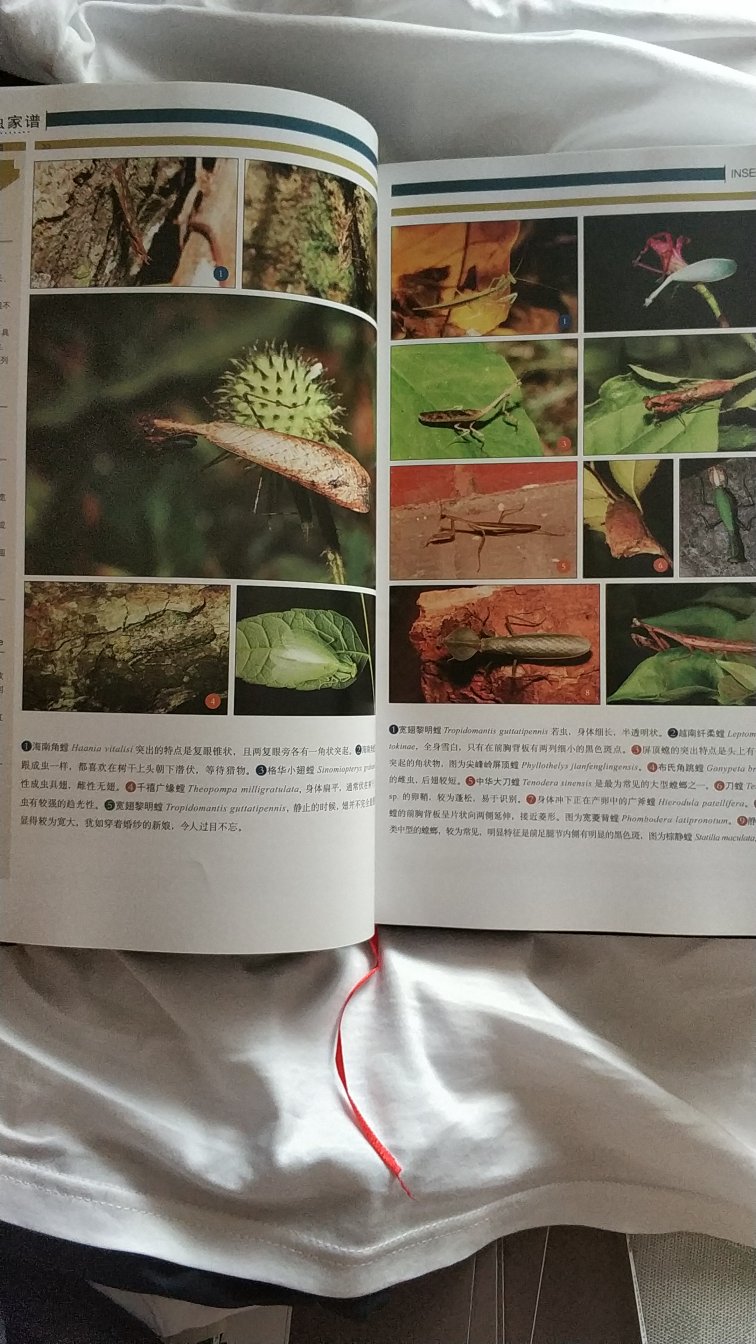 常见的虫子基本都有了，虫子的书文字太多不行，图片描述才清楚，这本就是这样的，文字精炼。