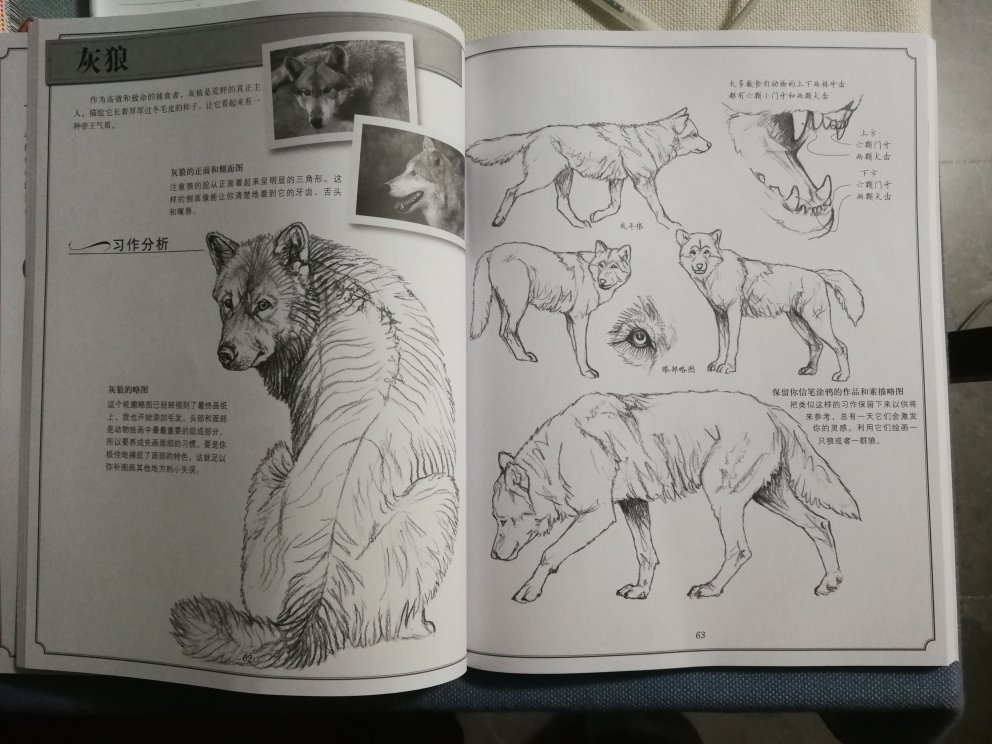 很不错的动物绘画书，很实用的教程。