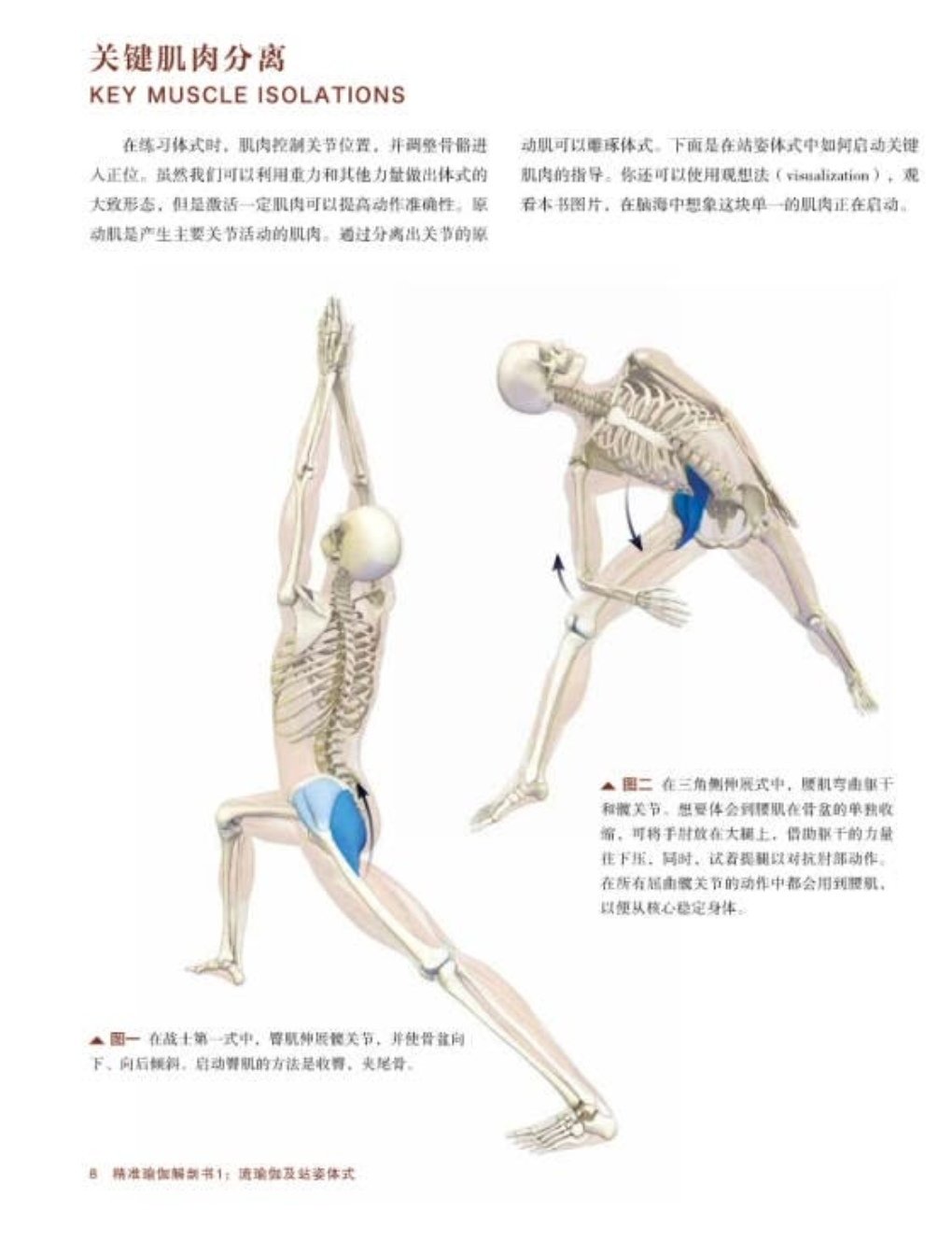 精准瑜伽解剖书:流瑜伽及站姿体式+身体前弯及髋关节伸展体式(套装共2册)