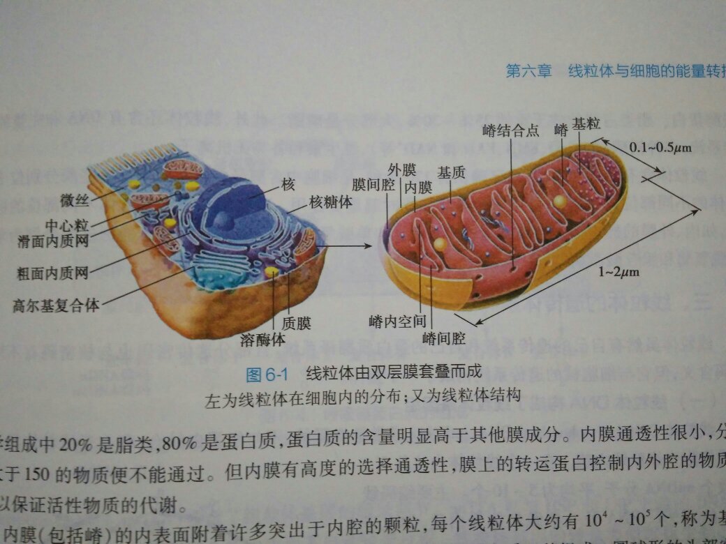 随手一翻发现：图6-1  左为……，“又”为……