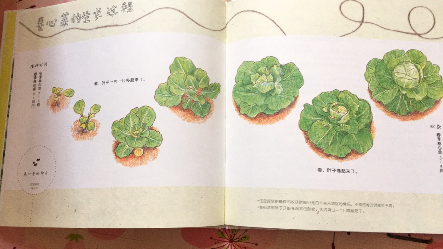 可爱的蔬菜绘本，城市中的孩子很少有机会看到蔬菜生长过程，通过绘本也是一种途径