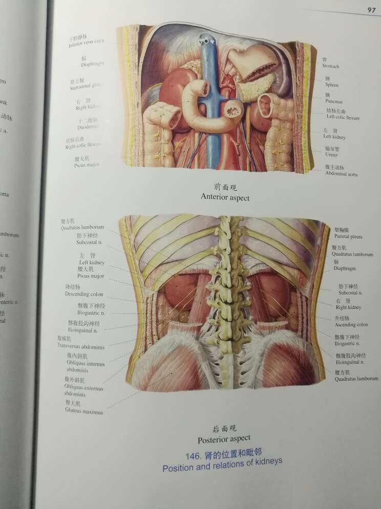 经典图谱，16开精装，手绘图片。《人体解剖彩色图谱(第2版)》是在第一版的基础上修订而成的。《人体解剖彩色图谱(第2版)》共有500余幅图，按运动器系、消化系、呼吸系、泌尿生殖系、循环系、神经系、感觉器、内分泌系和局部解剖等分部编排。《人体解剖彩色图谱》第一版是我国自编的第一部供全国高等及中等医学院校、各医药卫生学习班和各医疗单位使用的彩色图谱。本图谱自1986年出版以来，迄今已逾20年，承蒙广大读者的支持，现已重印多次。在此期间，本图谱于1988年荣获国家新闻出版总署颁发的“第四届全国优秀科技图书一等奖”。