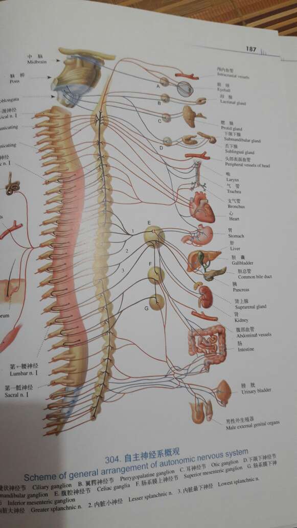 很不错的一本解剖图书，值得拥有