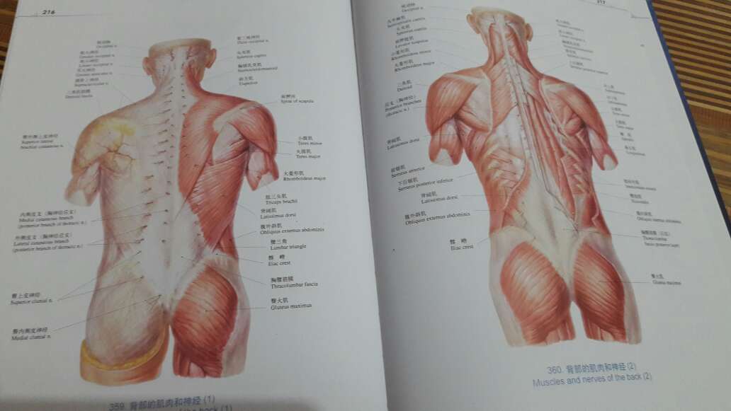 很不错的一本解剖图书，值得拥有