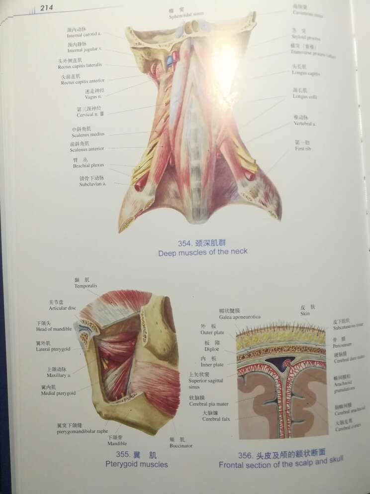 经典图谱，16开精装，手绘图片。《人体解剖彩色图谱(第2版)》是在第一版的基础上修订而成的。《人体解剖彩色图谱(第2版)》共有500余幅图，按运动器系、消化系、呼吸系、泌尿生殖系、循环系、神经系、感觉器、内分泌系和局部解剖等分部编排。《人体解剖彩色图谱》第一版是我国自编的第一部供全国高等及中等医学院校、各医药卫生学习班和各医疗单位使用的彩色图谱。本图谱自1986年出版以来，迄今已逾20年，承蒙广大读者的支持，现已重印多次。在此期间，本图谱于1988年荣获国家新闻出版总署颁发的“第四届全国优秀科技图书一等奖”。