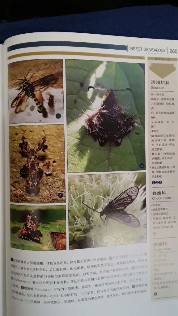 内容丰富，图片清晰，装帧精美.。非常好的昆虫科普读物。
