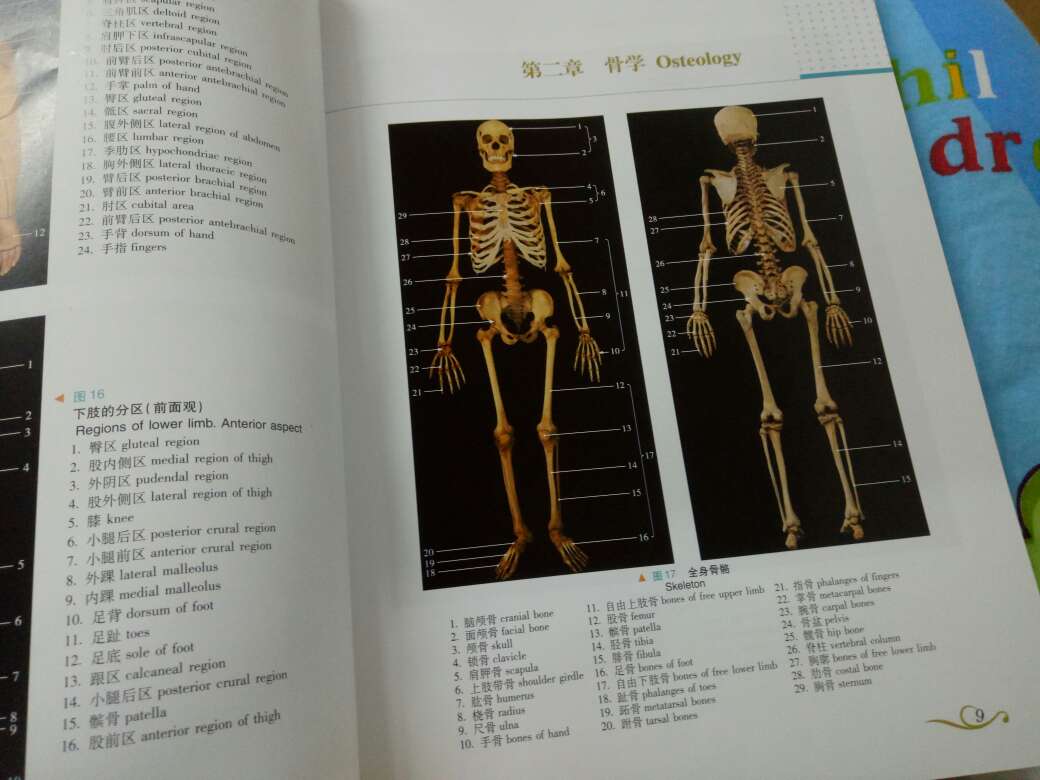 很不错的一本书，对医学生很有用，基本上都是和《系统解剖学》同步的图片。