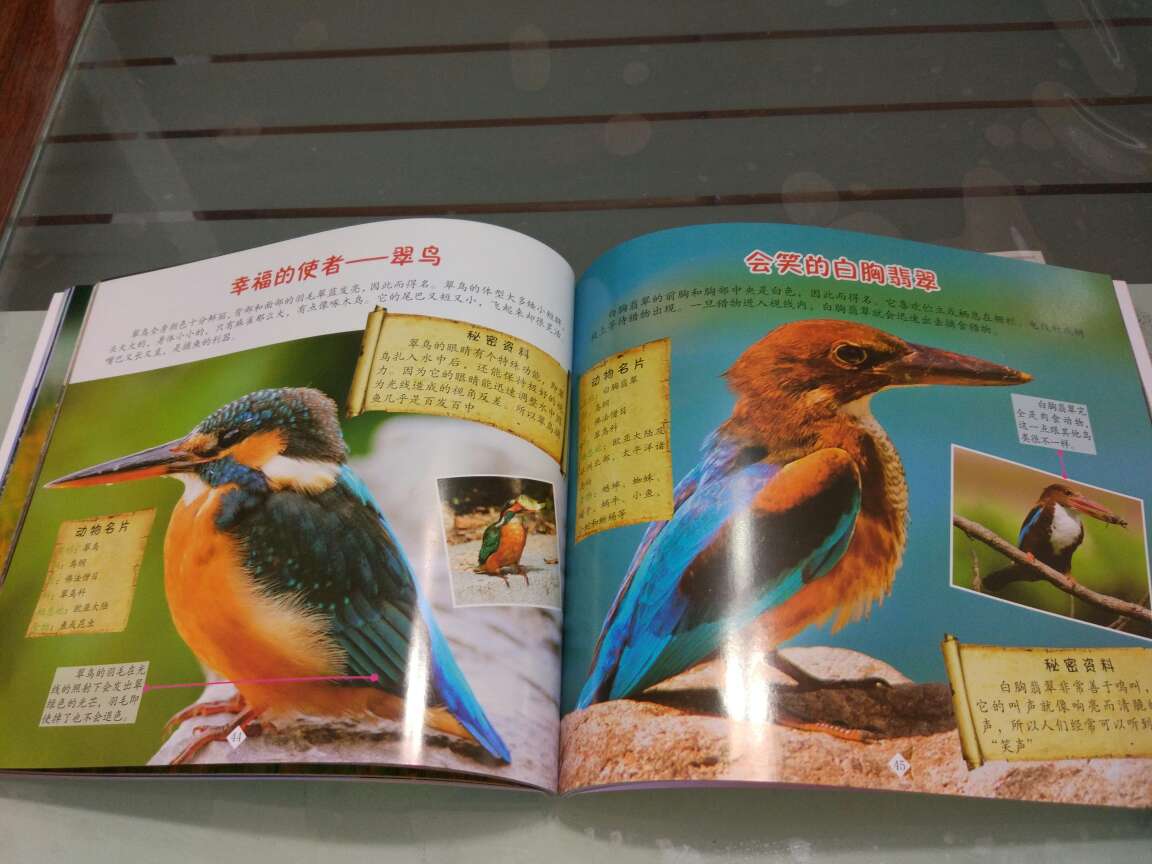 宝宝们从鸟类世界一书中认识不同的鸟。有些鸟儿我们成年人也沒见过。