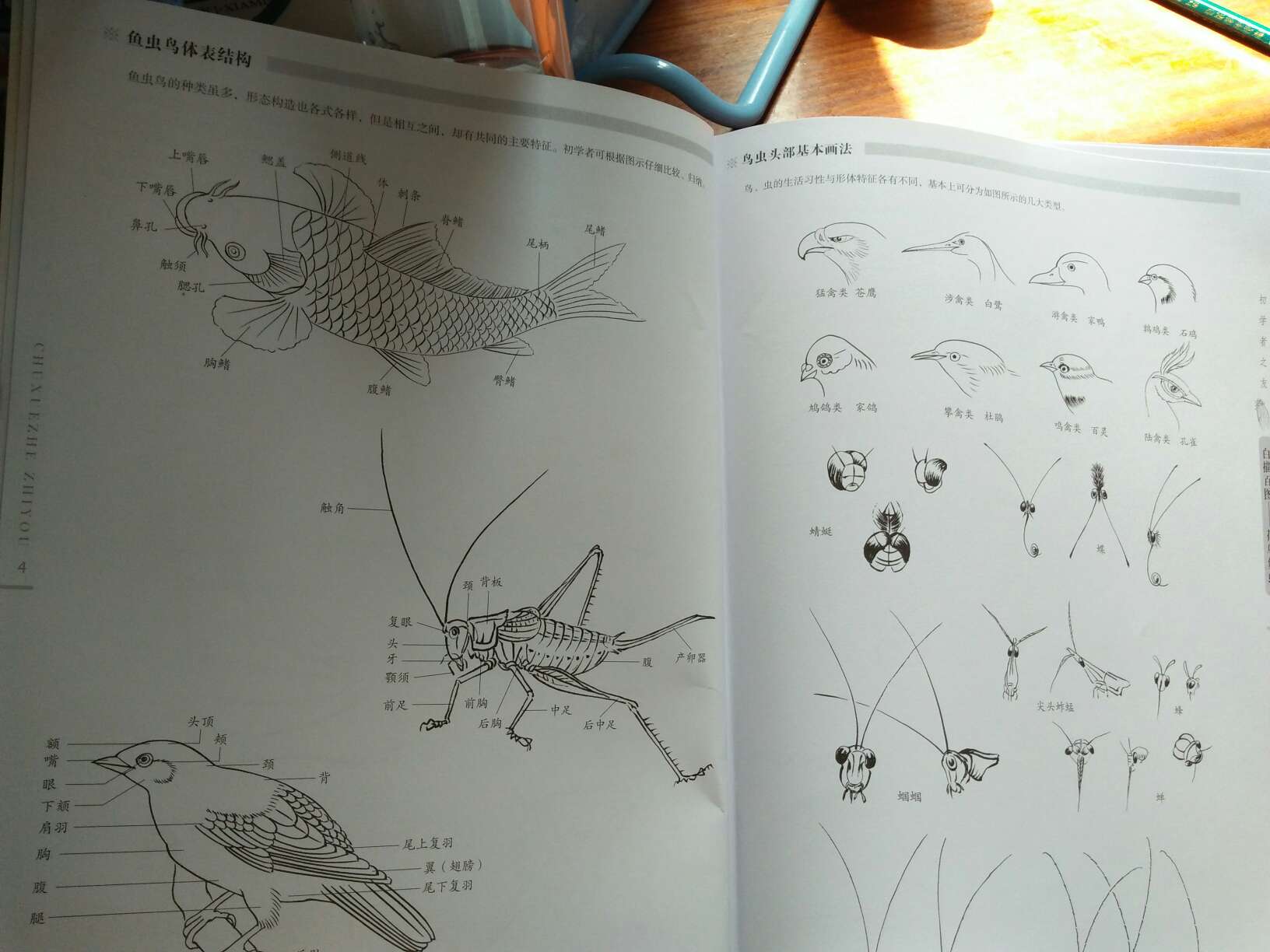 ?买错了，里面只有几页关于虫鸟的绘画步骤，后面全是完整的画，不适合学习。