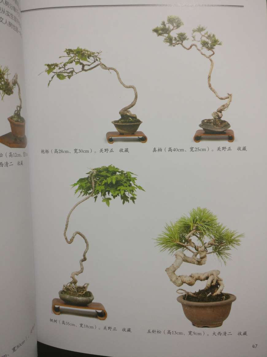漂亮的小盆栽，每一盆都是一个精灵，充分展现了盆栽的魅力，诚心推荐，很好的一本书。