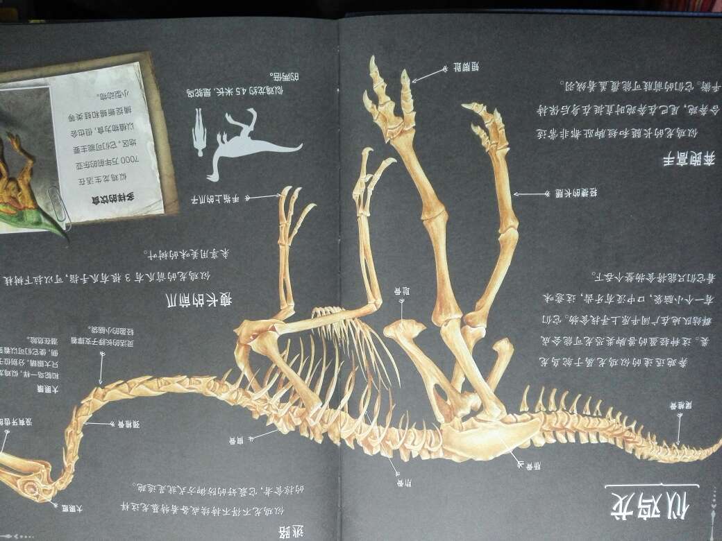 惊人的骨头 消失的恐龙——这本看上去还不错的。