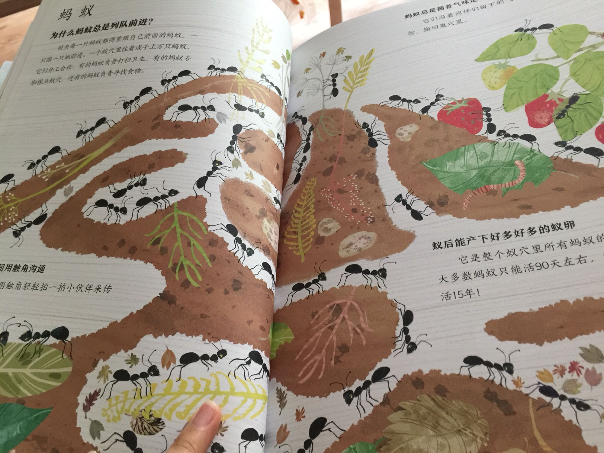真的很美的书 最近孩子对虫子感兴趣 特意买了这本 风格我很喜欢 自己看了半天 很好