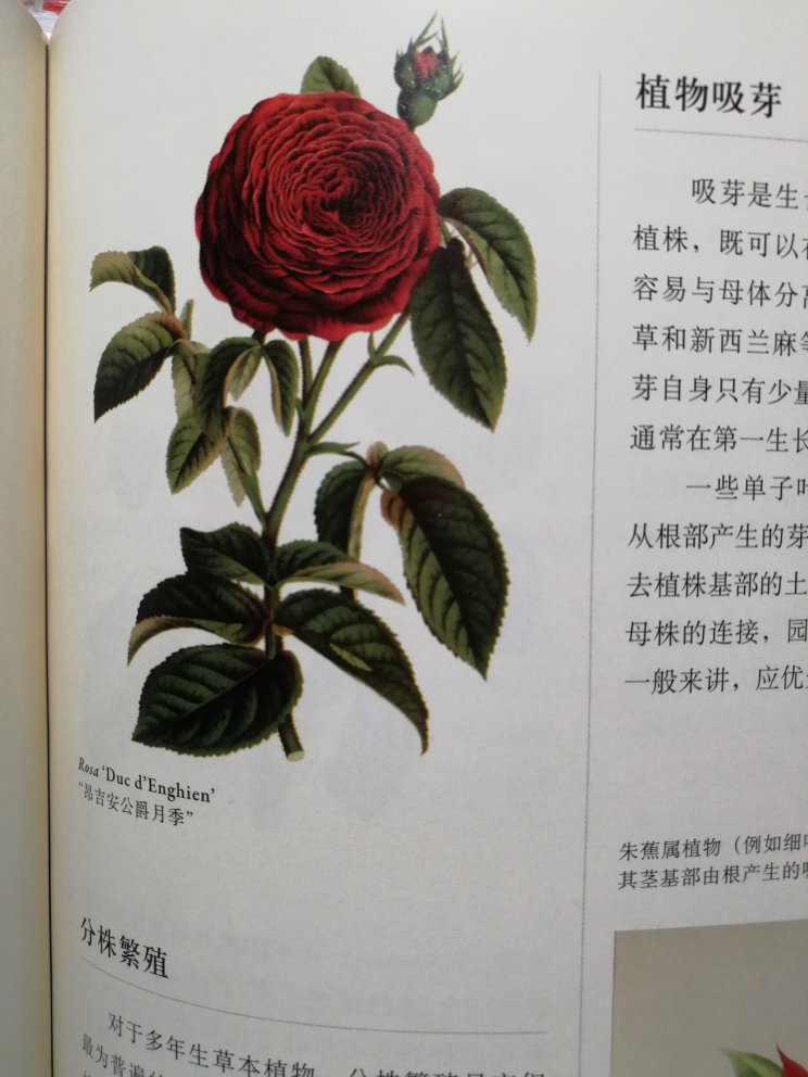 装帧实在让人惊艳，透明封皮上阴着花卉，内页插图也很美。希望植物名称够正确。