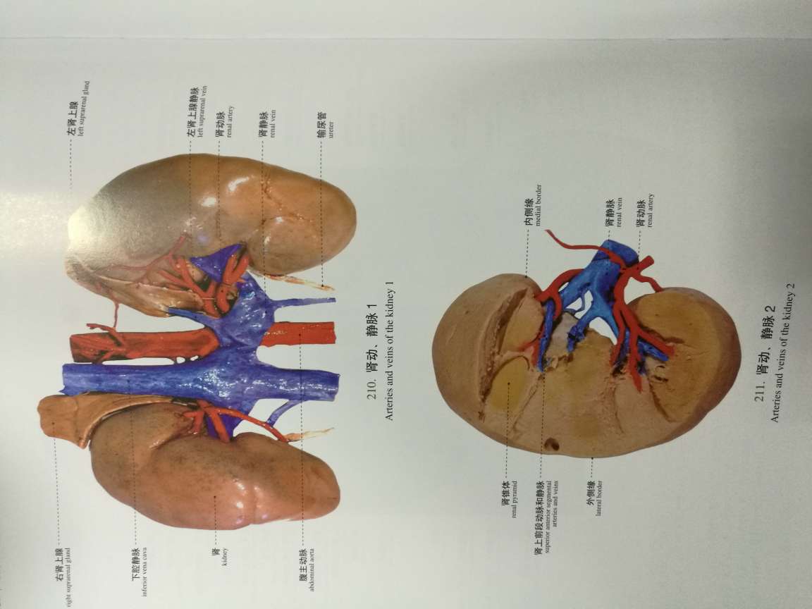临床人体解剖图谱，印刷精美，内容不错，没有太多的语言，基本上都是用图来标明。很值得临床医师参考的一本书。自营行货正版书，发货快。