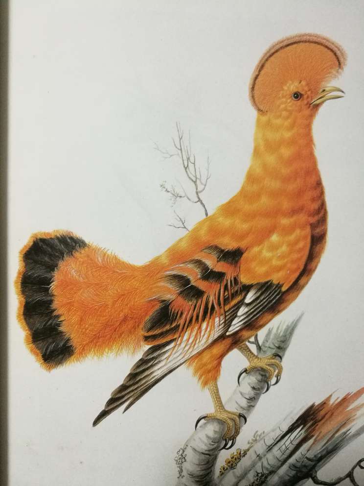 书不错，粗略的翻了一下，介绍了很多有关鸟类的艺术画作和艺术家，值得购买！一半文字一般插图，随手拍了几张，喜欢就买啊～