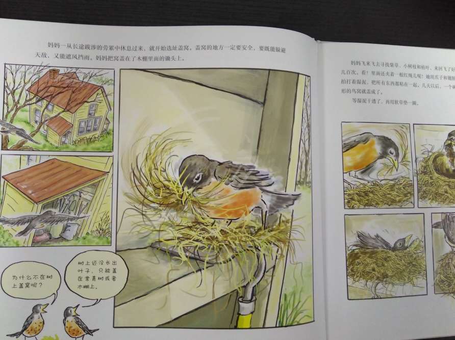 孩子很喜欢小动物，这本书讲了知更鸟的成长，不仅有趣，还有生命教育意义。插图漂亮，书的质量也很好。还贴心得到附上了英文词汇对照表和参考文献，能看出严谨和用心。