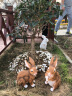 鸿日光辉 仿真动物小白兔子摆件景观公园树脂雕塑工艺品花园林庭院户外装饰品 款31 实拍图