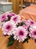 京东鲜花 小雏菊 粉色系 5枝 实拍图