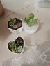 墨一儿童节多肉植物组合盆栽室内好养办公室桌面绿植小盆栽花卉 椭圆盆A（赠插牌5件套） 带盆栽好 实拍图