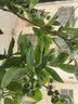 稔秋新品种L25蓝莓苗当年结果蓝莓树阳台盆栽地栽南北方种植原土发货  北蓝【北方适宜】 6年苗【结果多多】 实拍图