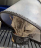 医仕高ad处方猫罐头母猫产后营养品绝育术后恢复补充膏怀孕猫咪流质下奶 [康复营养]AD处方罐*6+去毛膏30g 实拍图