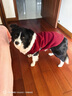 智宙狗狗衣服中型犬秋冬款保暖柴犬泰迪比熊法斗柯基学院风卫毛衣秋季 酒红学院风毛衣 XL适合14斤内 实拍图