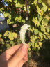 昆玉谣新疆和田玉羊脂白玉青玉狼牙吊坠挂坠项链玉坠玉石挂件男士礼品 白玉大号 实拍图