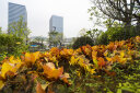 SAMYANG 三阳森养三洋AF 18mm F2.8 \ 24mm F1.8广角镜头自动对焦星空风景 AF18mm F2.8索尼E+UV+清洁套 索尼FE卡口 晒单实拍图