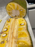 【需催熟】海南黄肉菠萝蜜一整个 热带新鲜水果波罗蜜生鲜 单个30-35斤 晒单实拍图