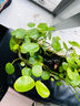 若绿铜钱草盆栽套餐 室内盆栽植物土培水培花卉绿植源头直发包邮 铜钱草（吊环南瓜瓶）套装 实拍图