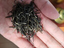 润虎茶叶 绿茶信阳毛尖300g罐装自己喝2025新茶嫩芽散装 实拍图