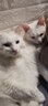 优趣鲜肉冻干粮益生元猫粮双拼粮鸭肉海苔成猫幼猫通用增肥营养全面 2kg 实拍图