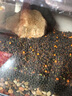 BESSN水族造景陶粒砂鱼缸水草泥鱼缸底砂鱼缸沙鱼缸底沙不浑水 陶粒砂5斤+水草泥5斤 实拍图