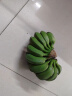 正宗当季水果广西小米蕉新鲜香蕉自然熟小香蕉非苹果蕉粉蕉 小米蕉【15-25根】 3斤 晒单实拍图