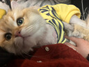 华元宠具（hoopet）猫咪衣服宠物猫猫四脚防掉毛小猫衣服春季薄绒幼猫无毛猫可爱服装 【薄绒】黄色四脚背带裤 L：胸围45cm(建议7-10斤） 晒单实拍图